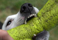 Pourquoi mon chien mord-il ?
