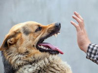 Comment éviter les morsures de chien ?