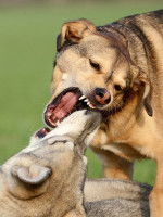 Les chiens mâles mordent plus que les femelles