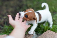 La morsure du chien excité