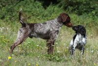 La morsure du chien dominant