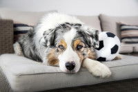 La morsure du chien importuné