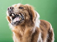 La morsure du chien malade ou blessé