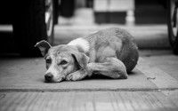 Savoir aborder un chien inconnu sans se faire mordre