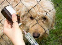 L'euthanasie pour les chiens mordeurs