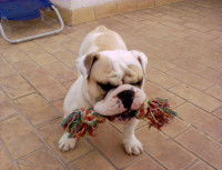 Comment empêcher son chien de manger n'importe quoi ?