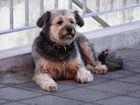 Lutter contre les problèmes psychologiques du chien : les actions à proscrire