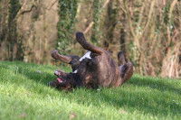 Grand chien brun se roulant sur de l'herbe dans un bois
