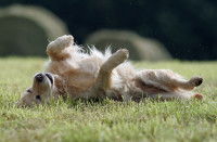 Un chien Golden Retriever se roule dans le caca