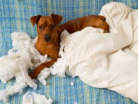 Chien couché dans une couverture qu'il a déchiqueté