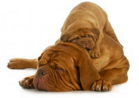 Un chiot Shar-peï couché sur sa maman