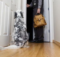 Chien assis devant la porte regardant son maître partir