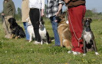 Duo de chiens avec leur maître à une séance d'éducation canine