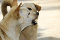 Chien au pelage beige en présence d'un congénère montrant les crocs