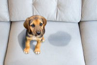 Petit chien qui a uriné sur le divan clair