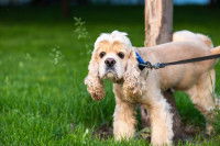 Chien beige levant la patte pour uriner sur un arbre