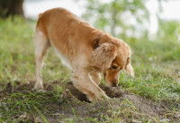 Chien blanc et brun creusant un trou dans la nature