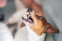 Jack Russell couché montre les dents