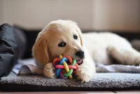 Jeune Labrador mordant un jouet dans son panier