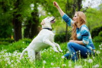 Un chien blanc dans la forêt se lève pour jouer avec sa maîtresse