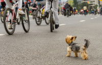 Petit chien sur la route regardant d'un peu trop près les vélos