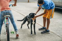 Chien caressé par un enfant regarde le vélo