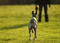 Chien retournant près de son maître dans une plaine