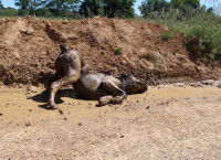 Chien qui s'imprègne et se roule dans la boue