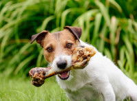 Jack Russell tenant un os dans sa gueule