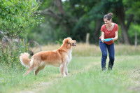 Chien s'apprêtant à attraper le Frisbee que sa maitresse va lancer