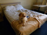 Humaniser le chien, c'est ne pas le comprendre