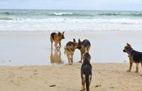 La distance sociale chez le chien