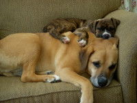 La distance personnelle ou interindividuelle chez le chien