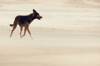 La distance de fuite ou de sécurité chez le chien