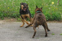 La distance critique chez le chien