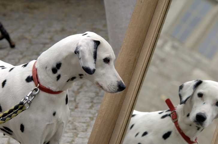 Qi D Un Chien Le Chien Est Il Un Animal Intelligent