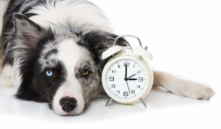 Qi D Un Chien Le Chien Est Il Un Animal Intelligent
