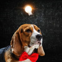 Un chien intelligent a une idée de génie