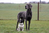 Un Dogue Allemand et un Bouledogue Français assis côte à côte dans un jardin