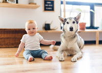 Un chien a globalement le même QI qu'un enfant de 2 ans