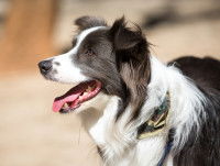 Les compétences intellectuelles d'un chien