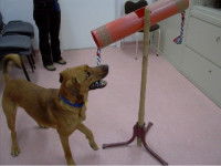 L'imitation des humains