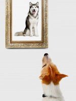 Une reconnaissance des autres chiens