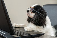 Une intelligence à relativiser