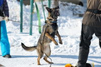 Un chien agressif essaye de mordre un homme en tirant sur sa laisse