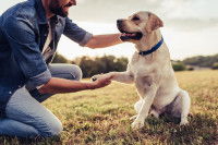 Un chien blanc donne la patte à son maître dans un champ