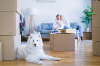 Un beau chien blanc dans sa nouvelle maison après un déménagement