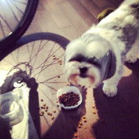 Le comportement alimentaire perturbé chez le chien