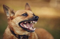 Un chien agressif montre les crocs dans un parc