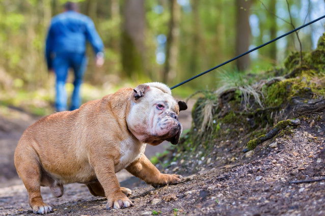 Le Bouledogue Anglais